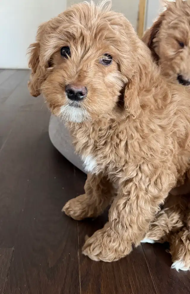 Mini Goldendoodles