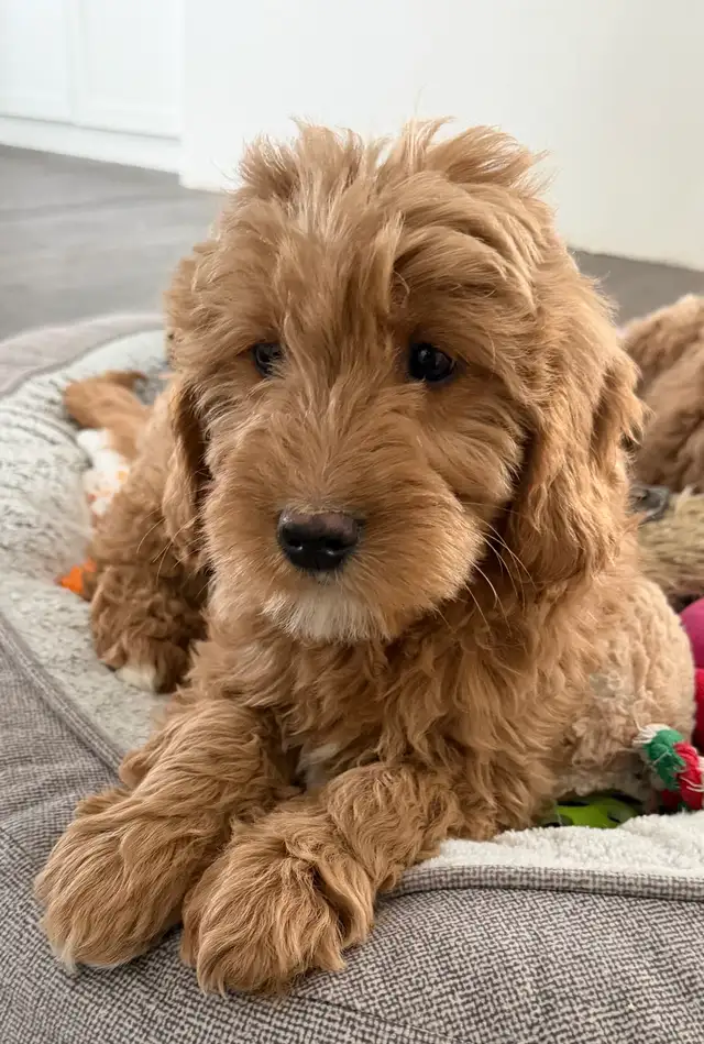 Mini Goldendoodles - Photo 2