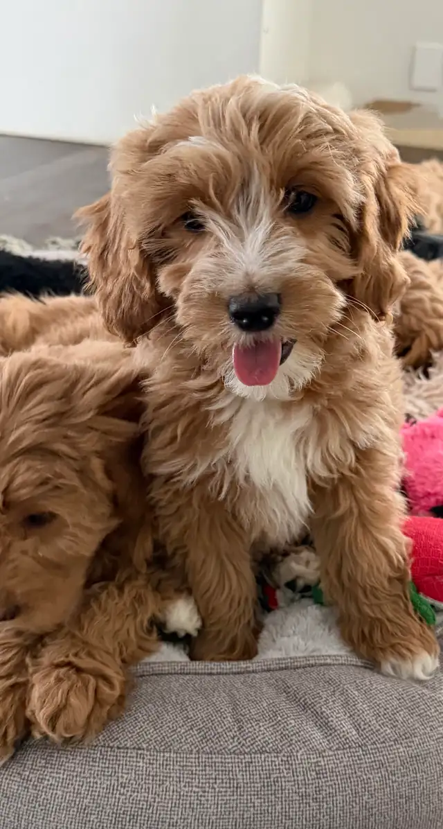 Mini Goldendoodles - Photo 3