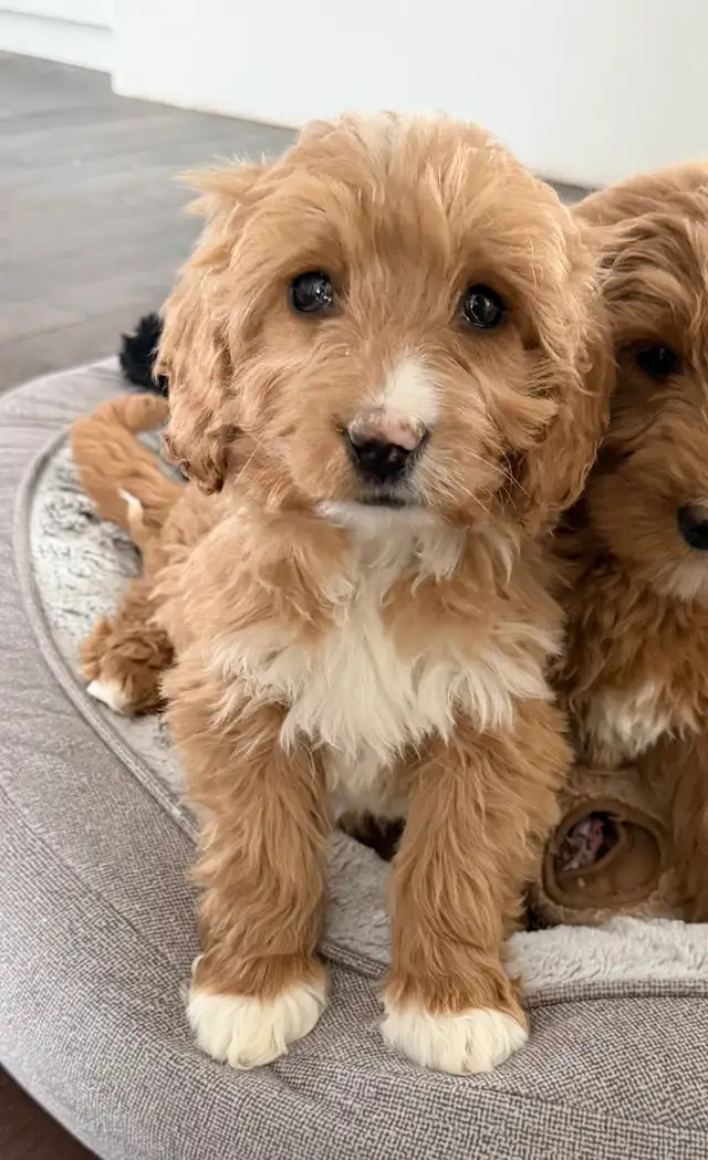 Mini Goldendoodles - Photo 4