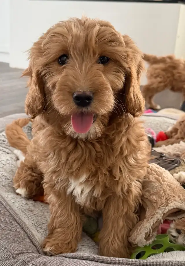 Mini Goldendoodles - Photo 5