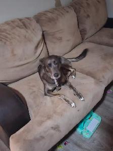 Rehoming Whippet Dog