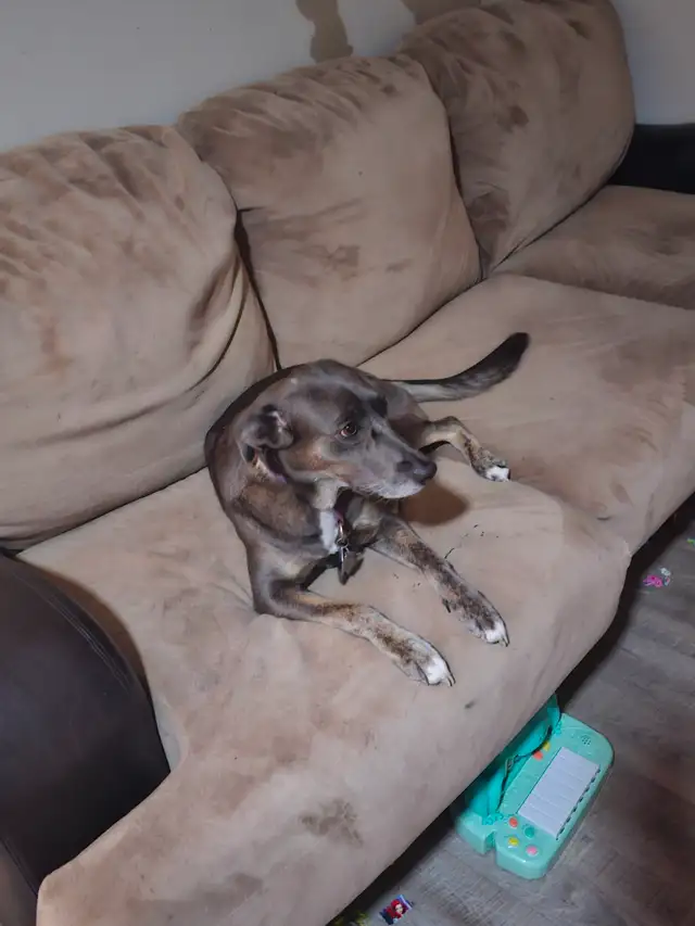 Rehoming Whippet Dog - Photo 2