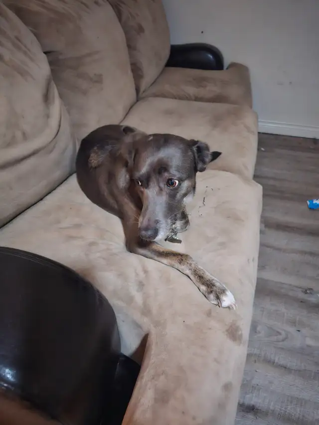 Rehoming Whippet Dog - Photo 3