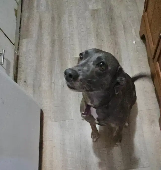 Rehoming Whippet Dog - Photo 4