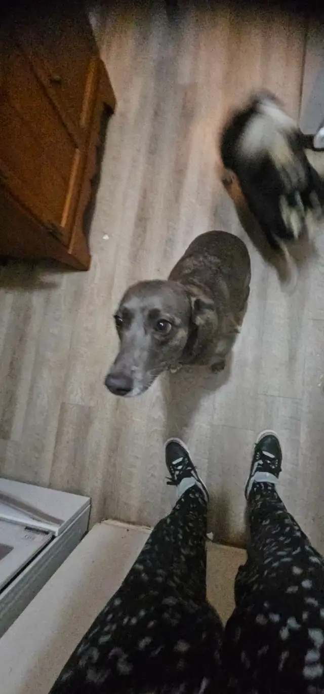 Rehoming Whippet Dog - Photo 5