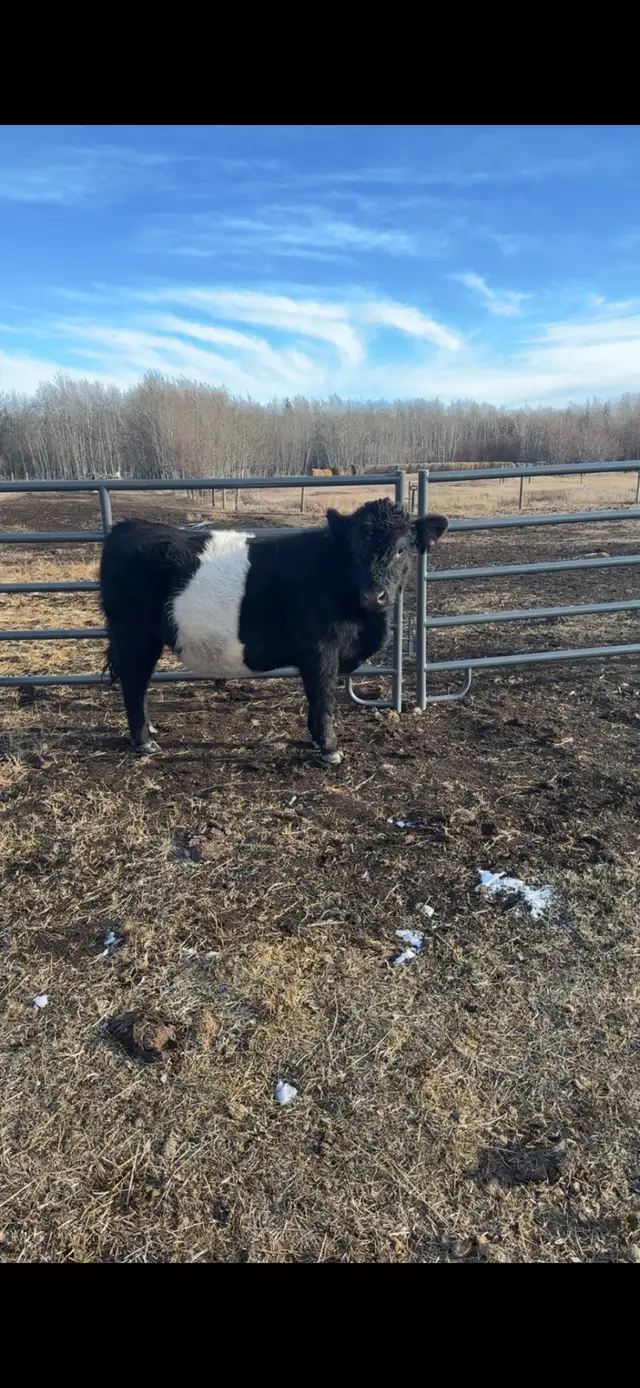 2 year old belted gallaway bull