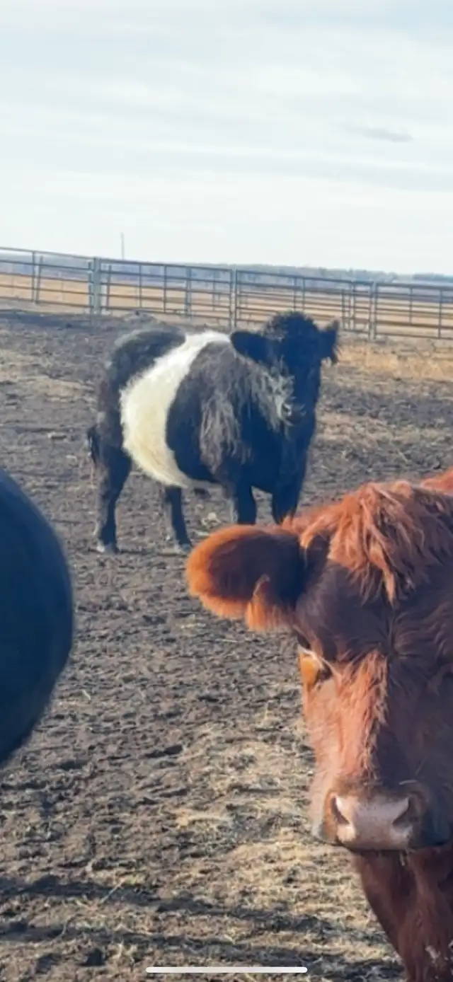 2 year old belted gallaway bull - Photo 2