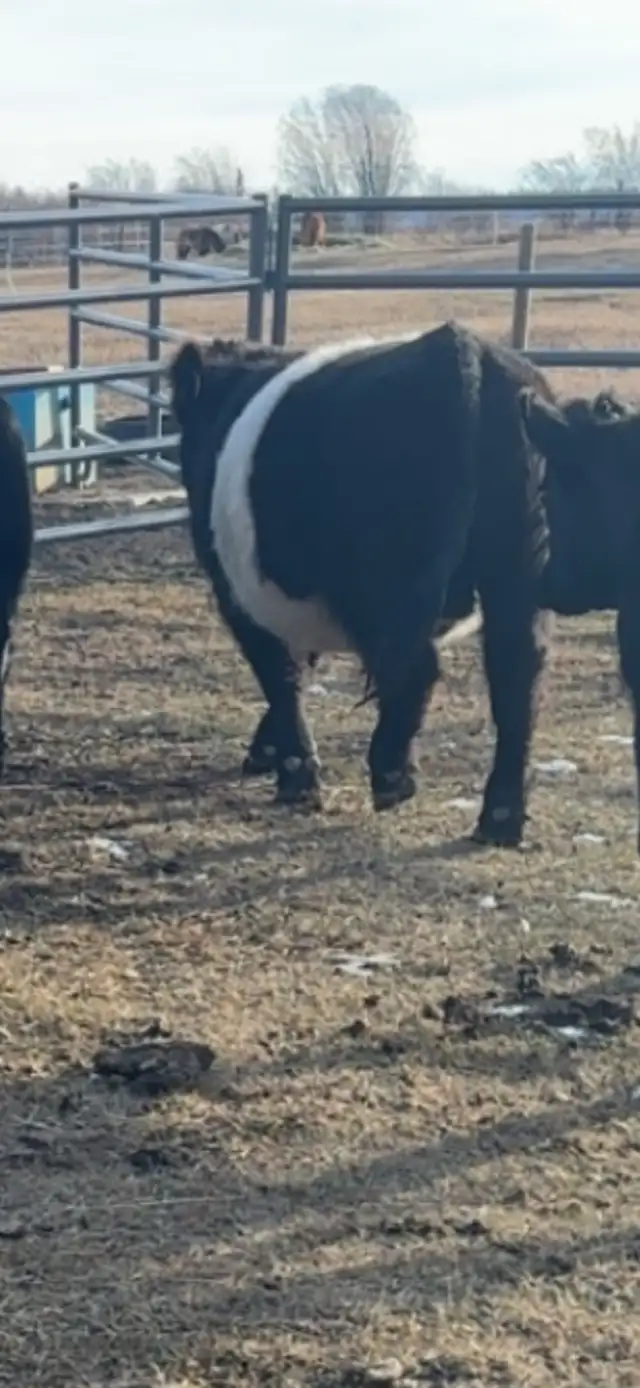 2 year old belted gallaway bull - Photo 3