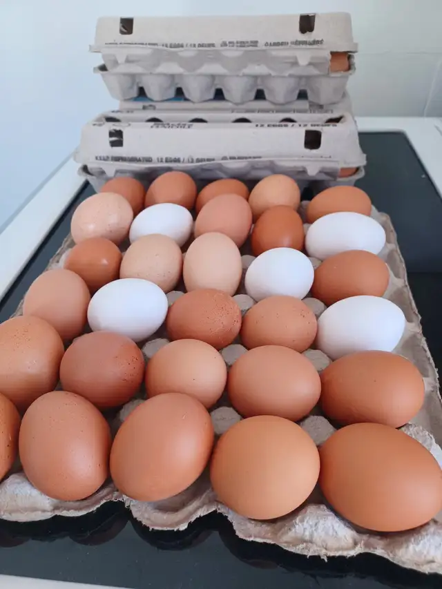 Bons oeufs frais de poules en libertées St-Colomban