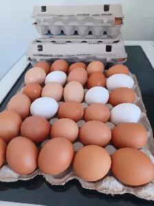 Bons oeufs frais de poules en libertées St-Colomban