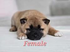 Shiba Inu Cross-New Litter Available