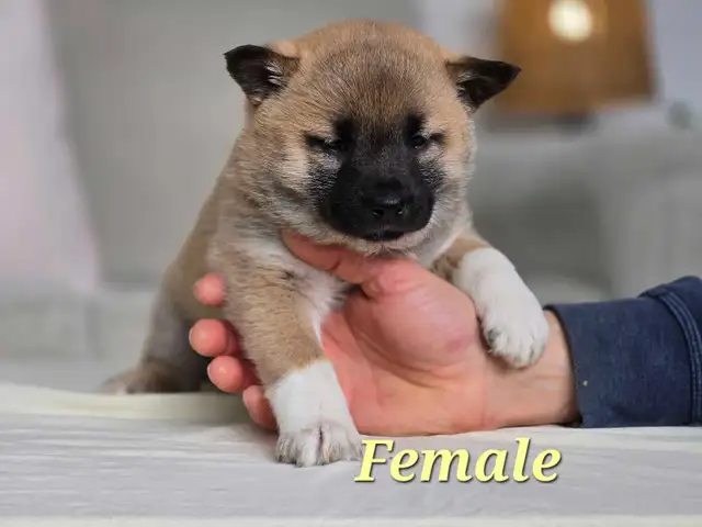 Shiba Inu Cross-New Litter Available - Photo 2