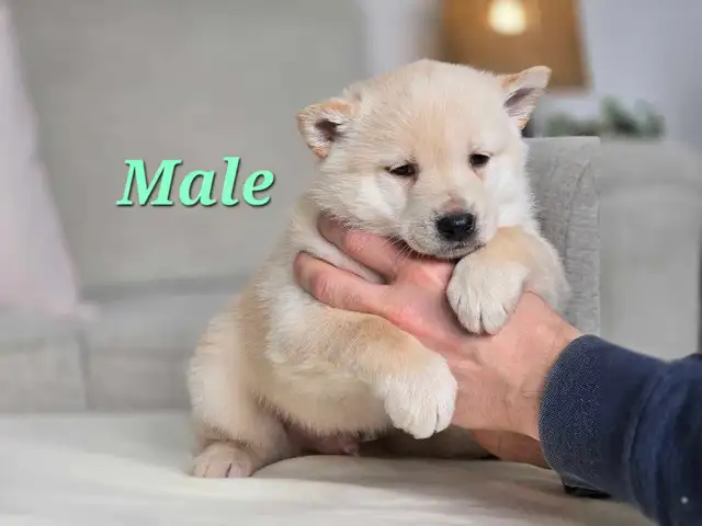 Shiba Inu Cross-New Litter Available - Photo 3