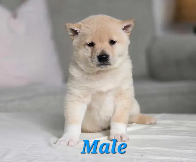 Shiba Inu Cross-New Litter Available - Photo 4