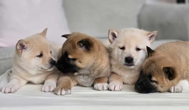 Shiba Inu Cross-New Litter Available - Photo 5