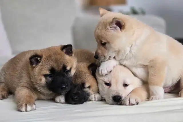 Shiba Inu Cross-New Litter Available - Photo 6