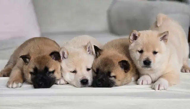 Shiba Inu Cross-New Litter Available - Photo 7