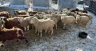 SELLING 250 HEAD BRED EWES & DOES MARCH 9 -TOFIELD
