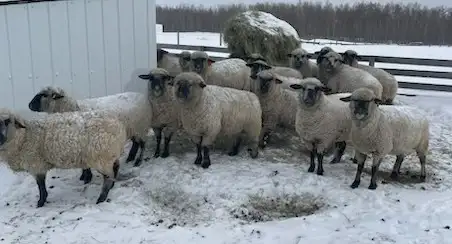 SELLING 250 HEAD BRED EWES & DOES MARCH 9 -TOFIELD - Photo 2