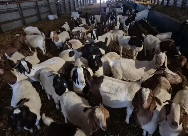 SELLING 250 HEAD BRED EWES & DOES MARCH 9 -TOFIELD - Photo 3