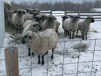 SELLING 250 HEAD BRED EWES & DOES MARCH 9 -TOFIELD - Photo 5