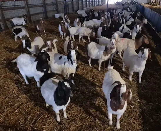 SELLING 250 HEAD BRED EWES & DOES MARCH 9 -TOFIELD - Photo 6