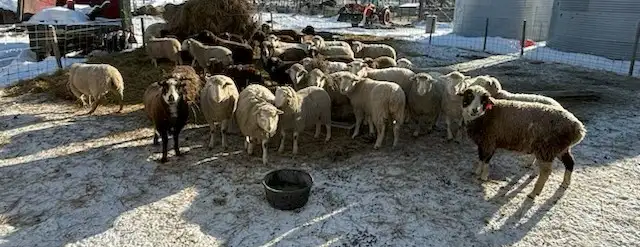 SELLING 250 HEAD BRED EWES & DOES MARCH 9 -TOFIELD - Photo 7