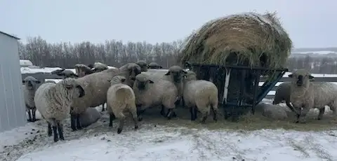 SELLING 250 HEAD BRED EWES & DOES MARCH 9 -TOFIELD - Photo 8