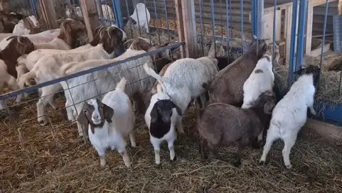 SELLING 250 HEAD BRED EWES & DOES MARCH 9 -TOFIELD - Photo 9