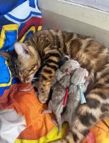 TICA Registered Bengal Kittens - Photo 2