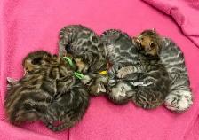 TICA Registered Bengal Kittens - Photo 4