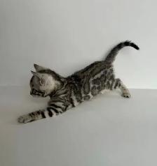 TICA Registered Bengal Kittens - Photo 5