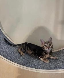 TICA Registered Bengal Kittens - Photo 6