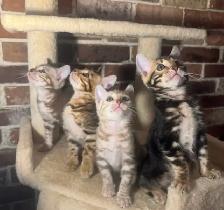 TICA Registered Bengal Kittens - Photo 7