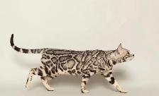 TICA Registered Bengal Kittens - Photo 8