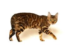 TICA Registered Bengal Kittens - Photo 9