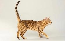 TICA Registered Bengal Kittens - Photo 10