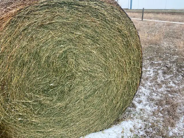 Alfalfa Hay for Sale