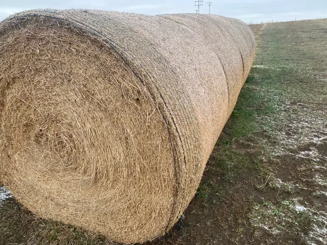 Alfalfa Hay for Sale - Photo 2