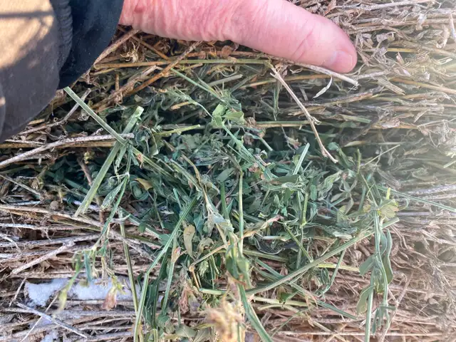 Alfalfa Hay for Sale - Photo 3