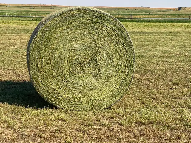 Alfalfa Hay for Sale - Photo 4