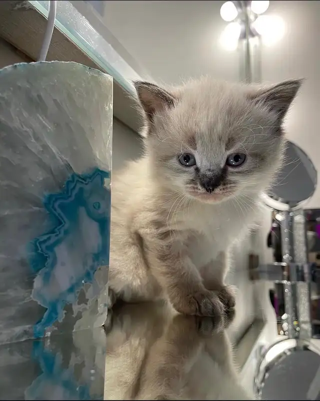 ❤️Ragdoll Kittens ❤️