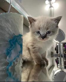 ❤️Ragdoll Kittens ❤️