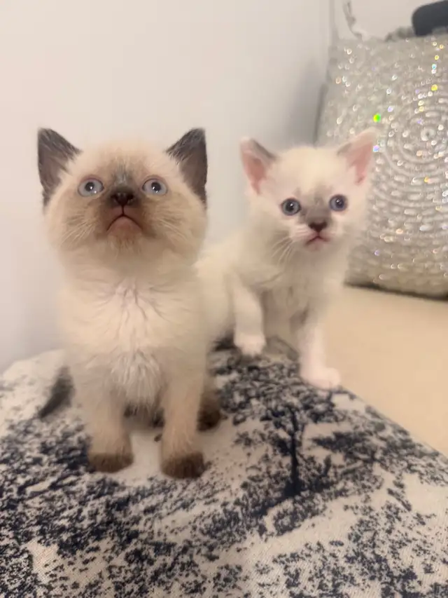 ❤️Ragdoll Kittens ❤️ - Photo 2