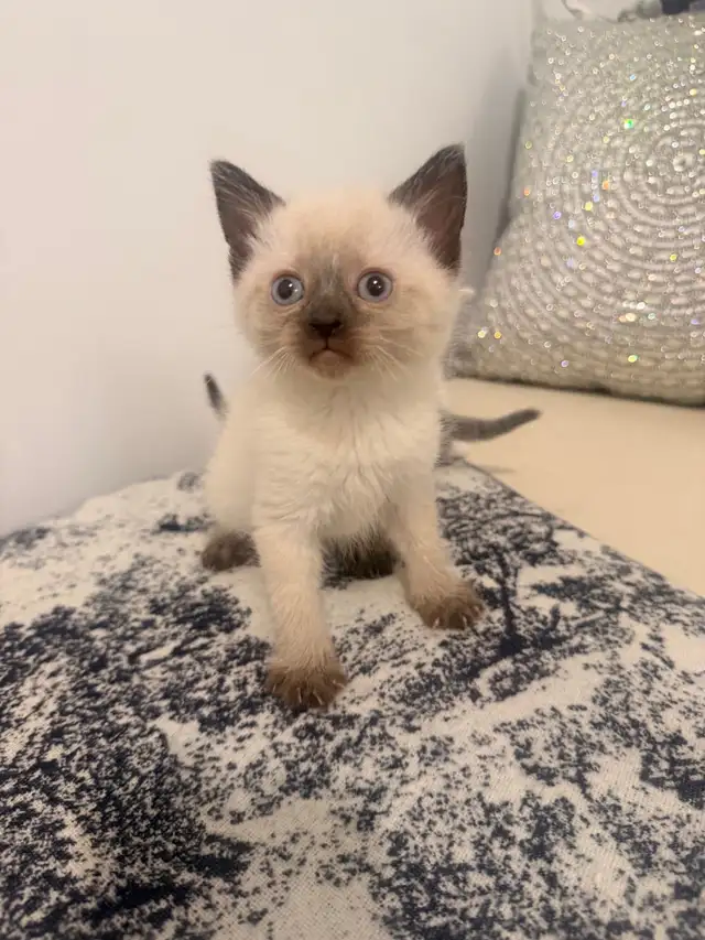 ❤️Ragdoll Kittens ❤️ - Photo 3