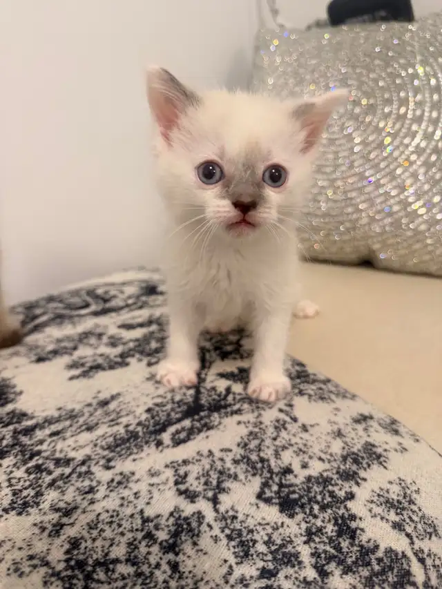 ❤️Ragdoll Kittens ❤️ - Photo 4