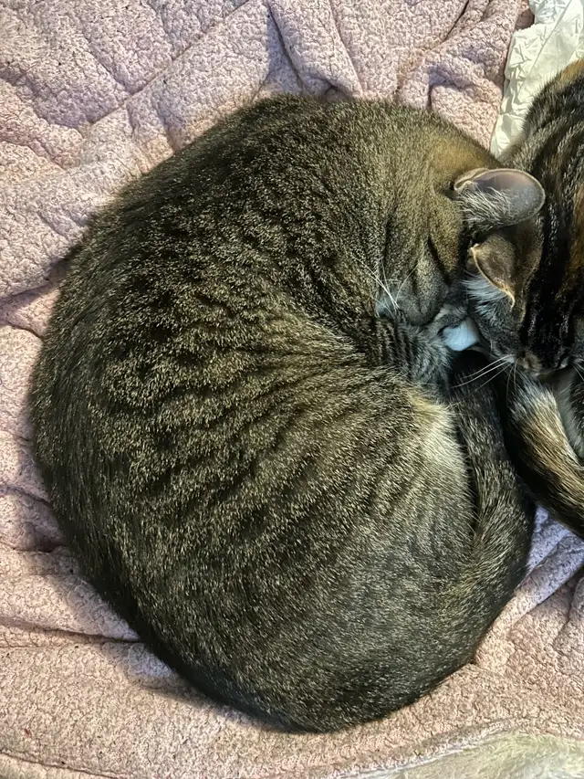 Cats for rehoming - Photo 2