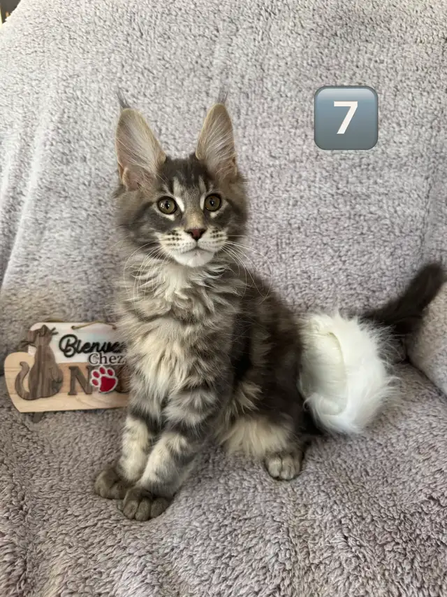 Chaton Maine Coon - Photo 2
