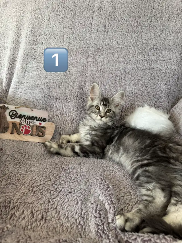 Chaton Maine Coon - Photo 3